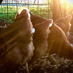 De Pauw - Country Cooking 3* Graft