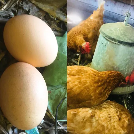 De Pauw - Country Cooking Bed & Breakfast