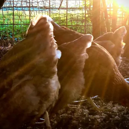 De Pauw - Country Cooking 3* Graft