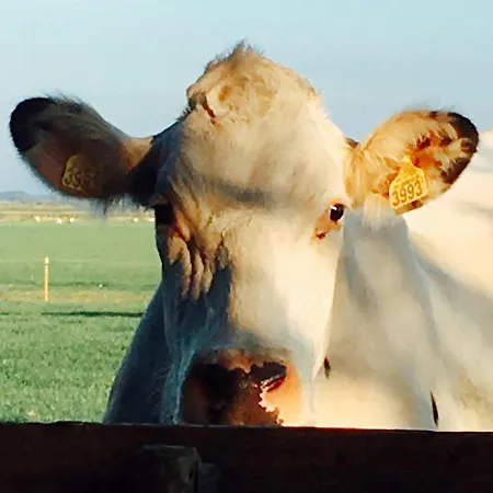 Bed & Breakfast De Pauw - Country Cooking 3*