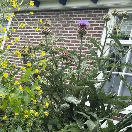 B&B De Pauw - Country Cooking