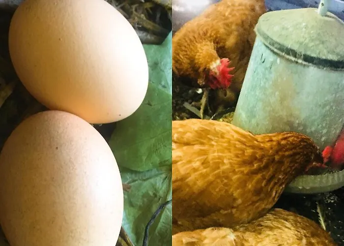 De Pauw - Country Cooking B&B