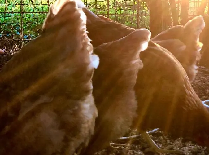 De Pauw - Country Cooking 3* Graft