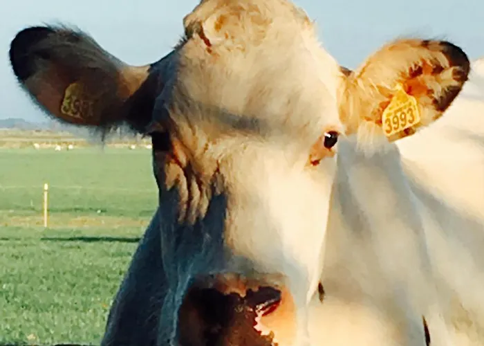 B&B De Pauw - Country Cooking 3*